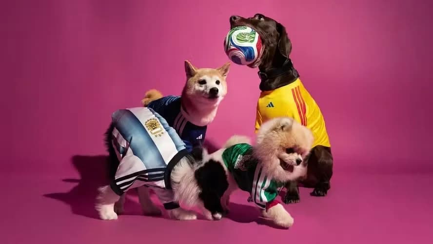 Copa do Mundo: Adidas lança coleção oficial de camisas de seleções para pets