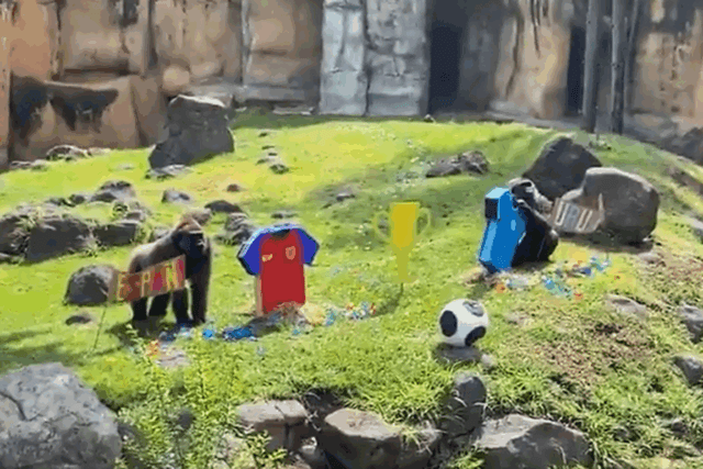 Oráculo animal! Bichos brincam de prever resultados da Copa em zoológico mexicano