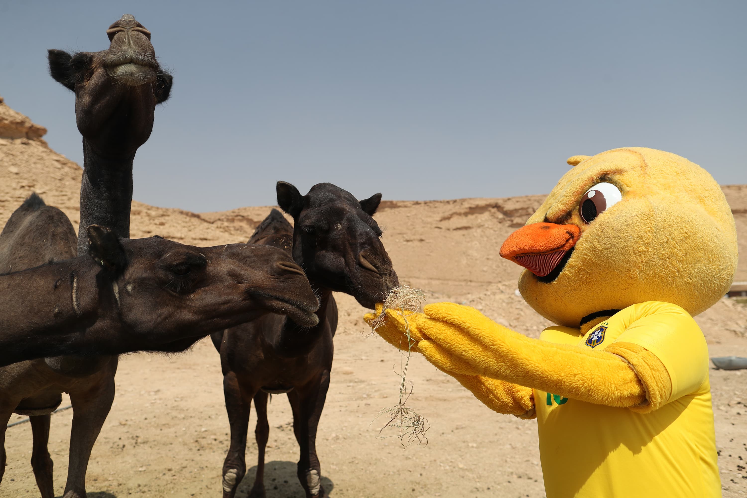 Canarinho tira fotos no deserto da Arábia Saudita