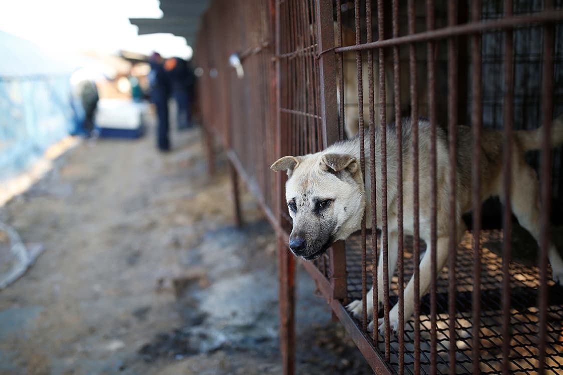 Cachorro preso em uma jaula, numa fazenda de carne de cachorro em Wonju, Coreia do Sul