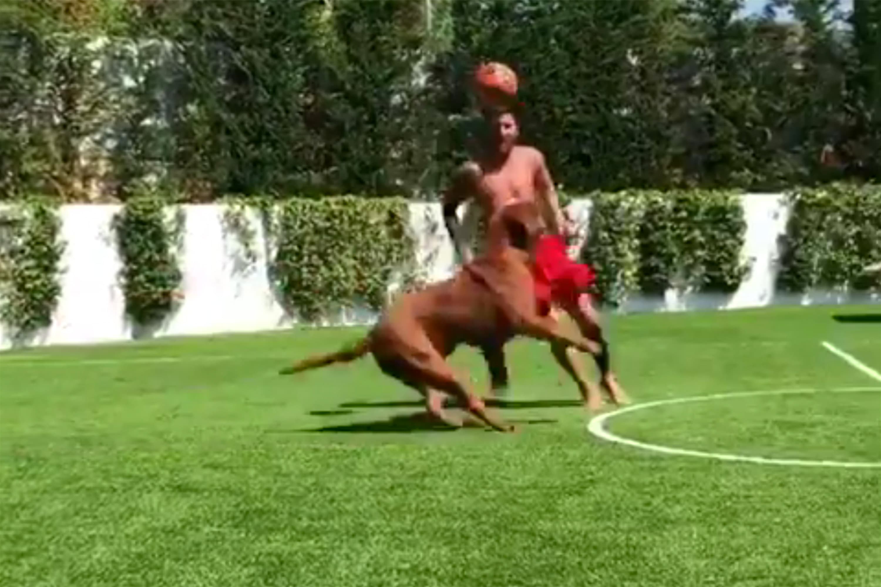Messi dá chapéu em seu cachorro Hercules