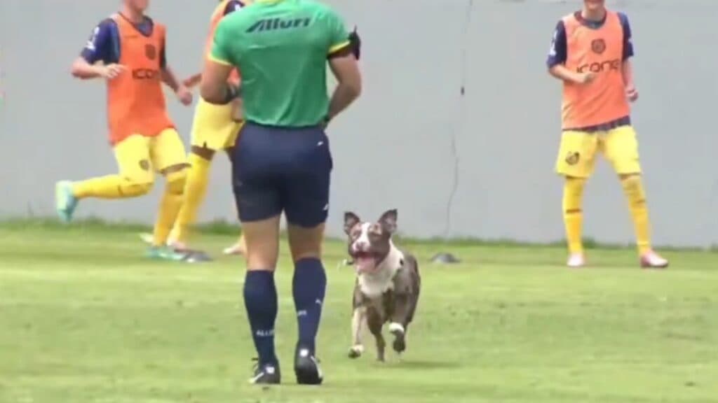Cachorro quase marca gol em jogo da base entre Vasco e Madureira