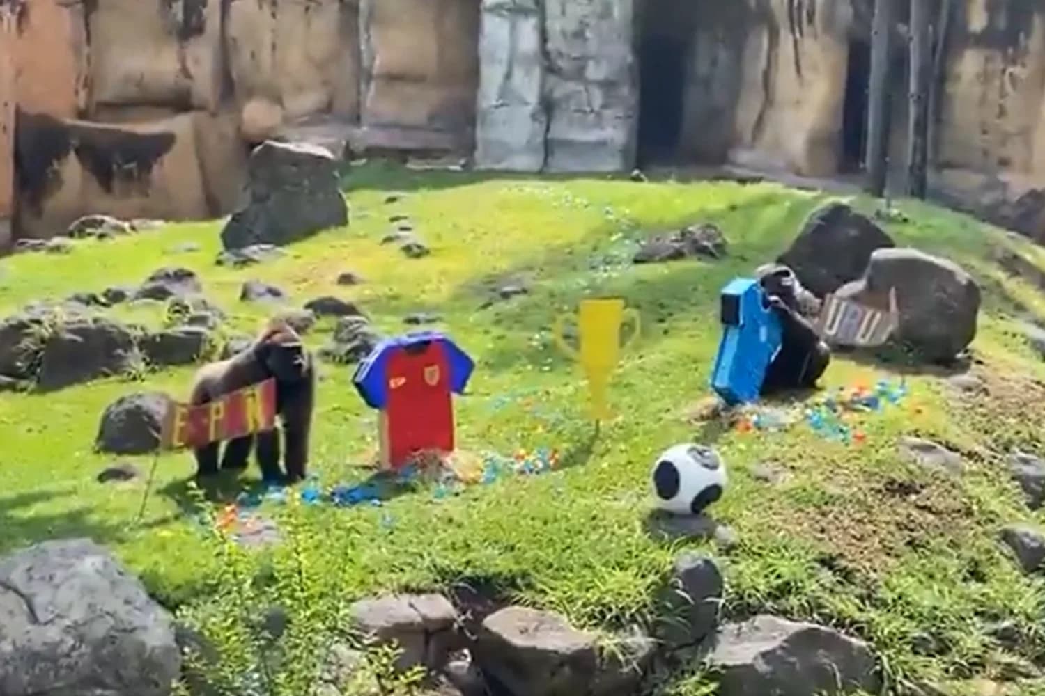 Oráculo animal! Bichos brincam de prever resultados da Copa em zoológico mexicano