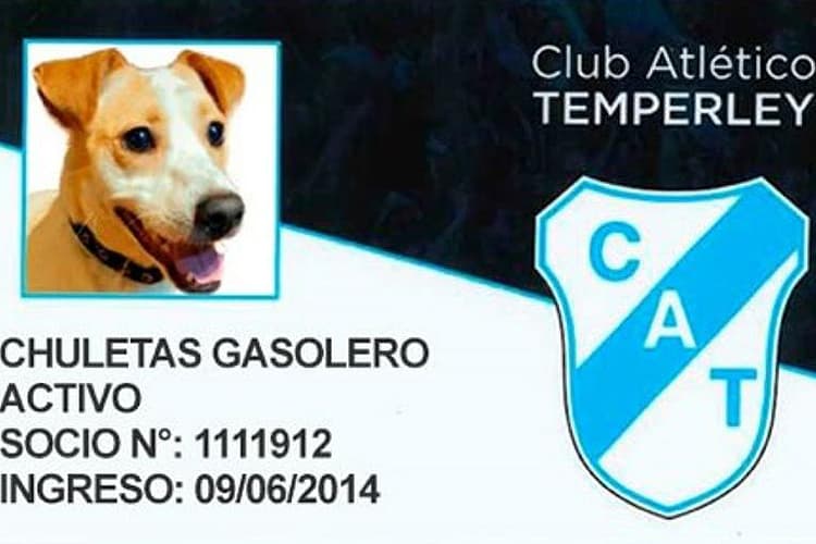 Cães e gatos podem ser tornar sócios-torcedores de time argentino