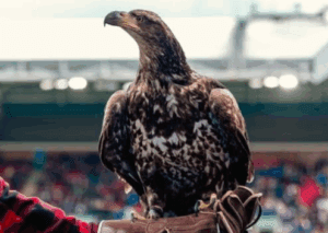 Time da Premier League pode ser proibido de usar mascote dentro de estádio