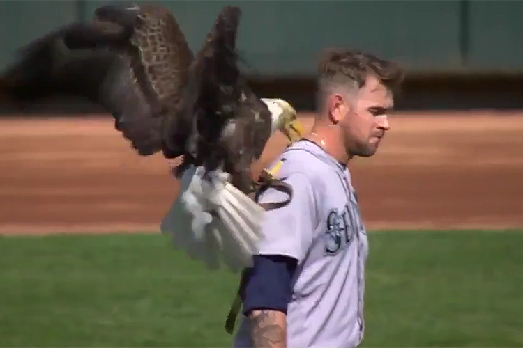 Antes de jogo, águia pousa em jogador de beisebol