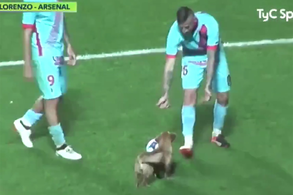 Vídeo: cachorro invade jogo na Argentina e dá aula de habilidade