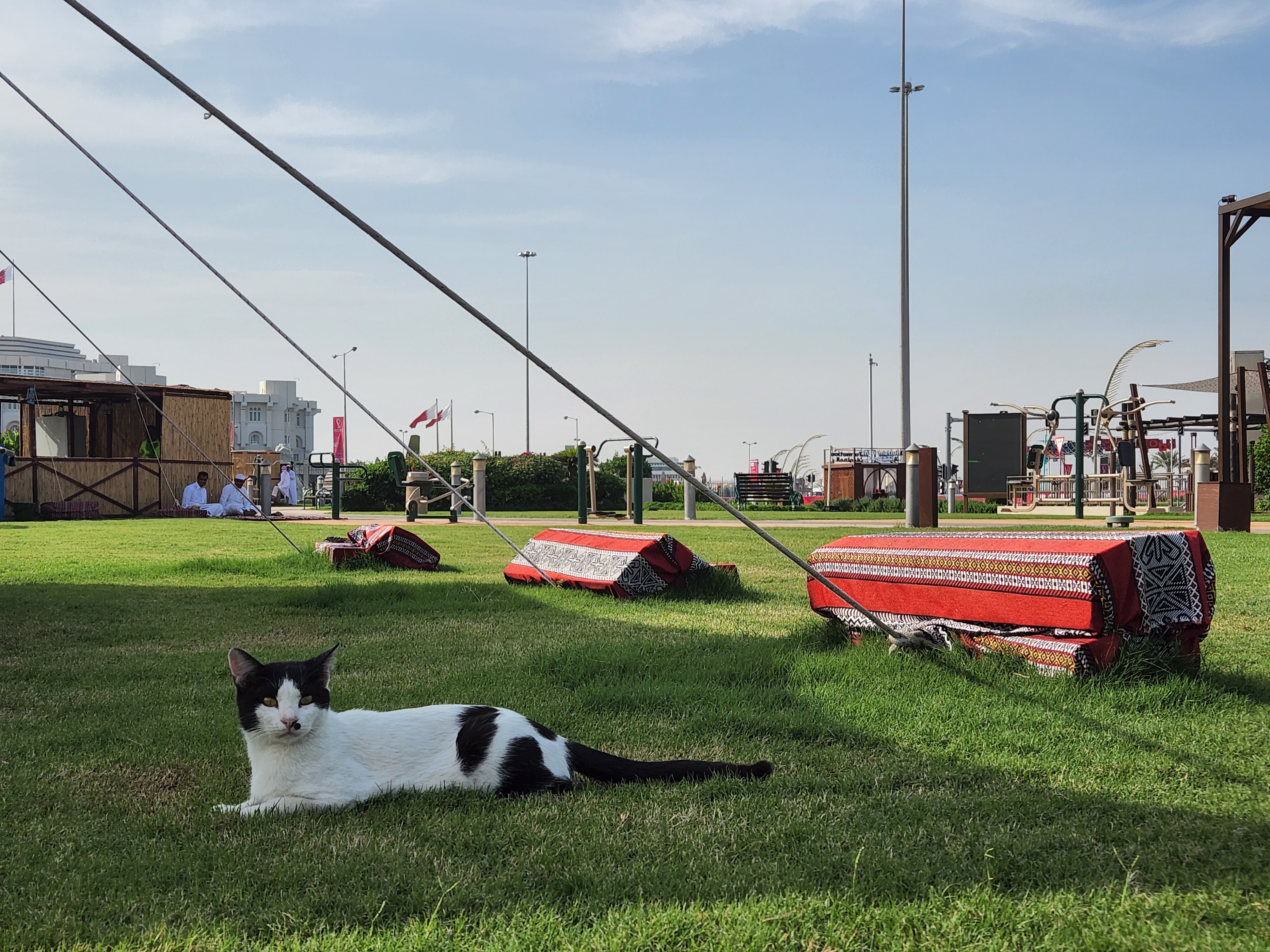 Catar tem gatos nas ruas e culto a falcão. Mas onde estão os cachorros?