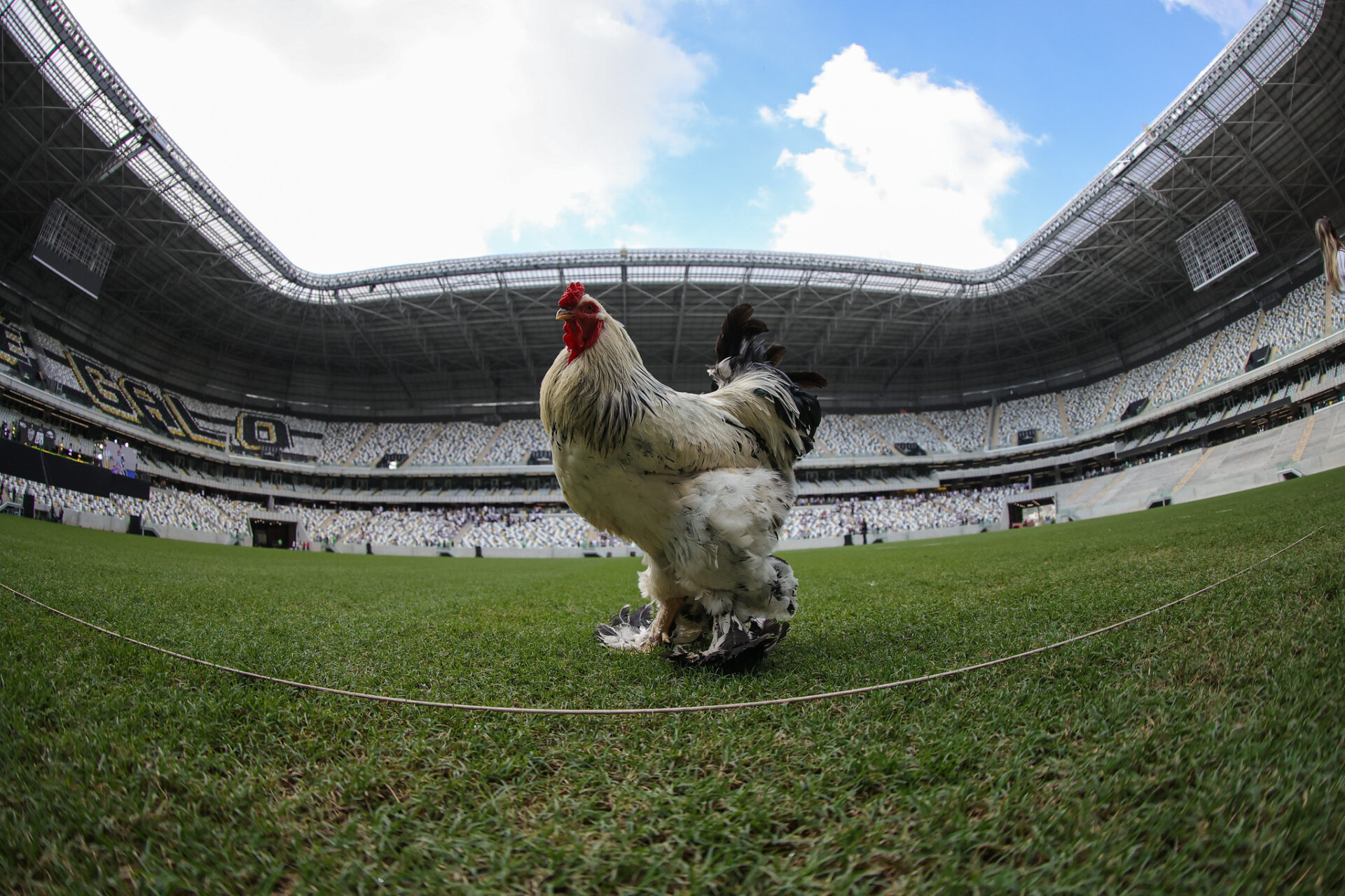 Paulinho quer Galo com 'faca entre os dentes' em jogos da