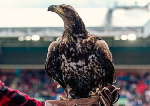 Time da Premier League pode ser proibido de usar mascote dentro de estádio
